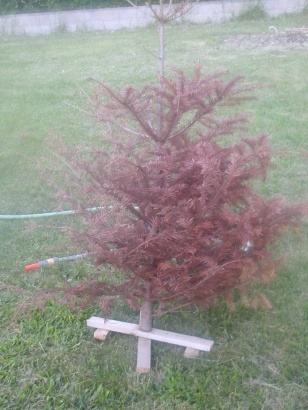 El sapin del noël a chacha!